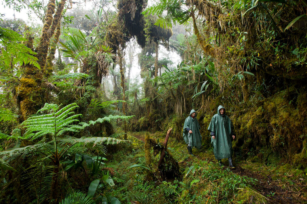 Parque nacional Yanachaga-chemillén