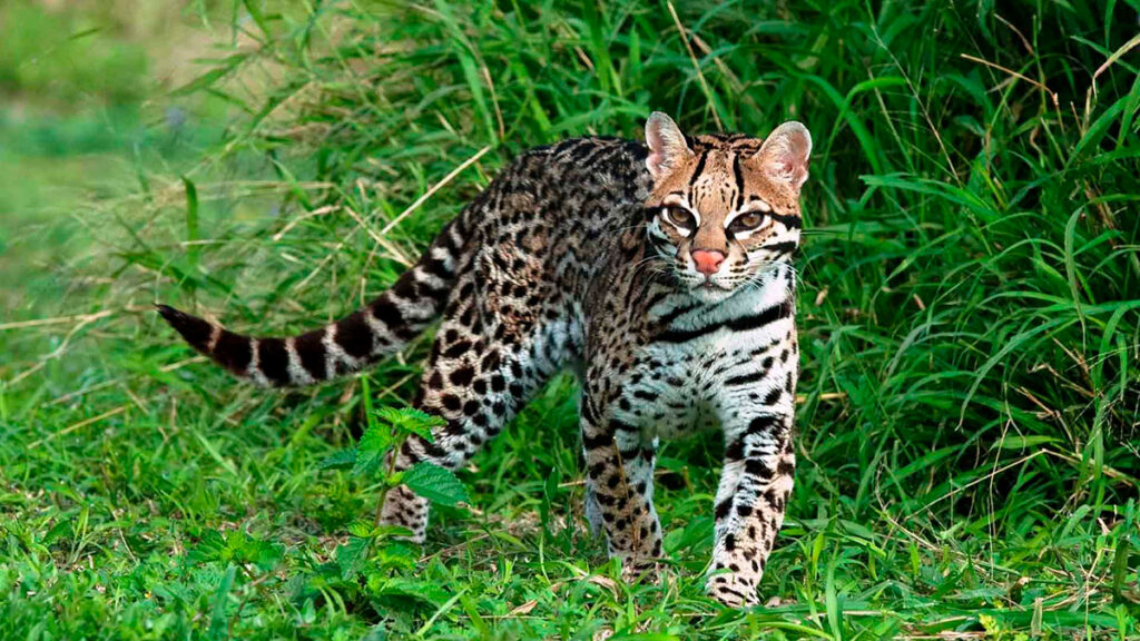 Ocelote caminante entre la vegetación de la selva del parque nacional de Otishi