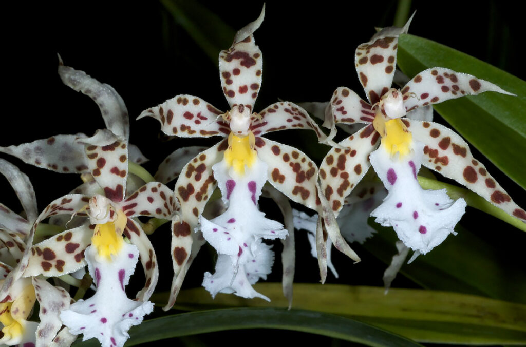 Orquídea silvestre del género Odontoglossum, con pétalos blancos salpicados de manchas púrpura y amarillas, sobre un fondo oscuro y hojas verdes