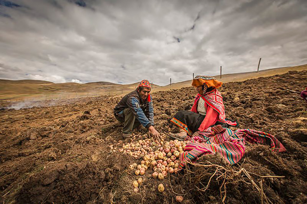 Costumbre del ayni en las alturas del Perú