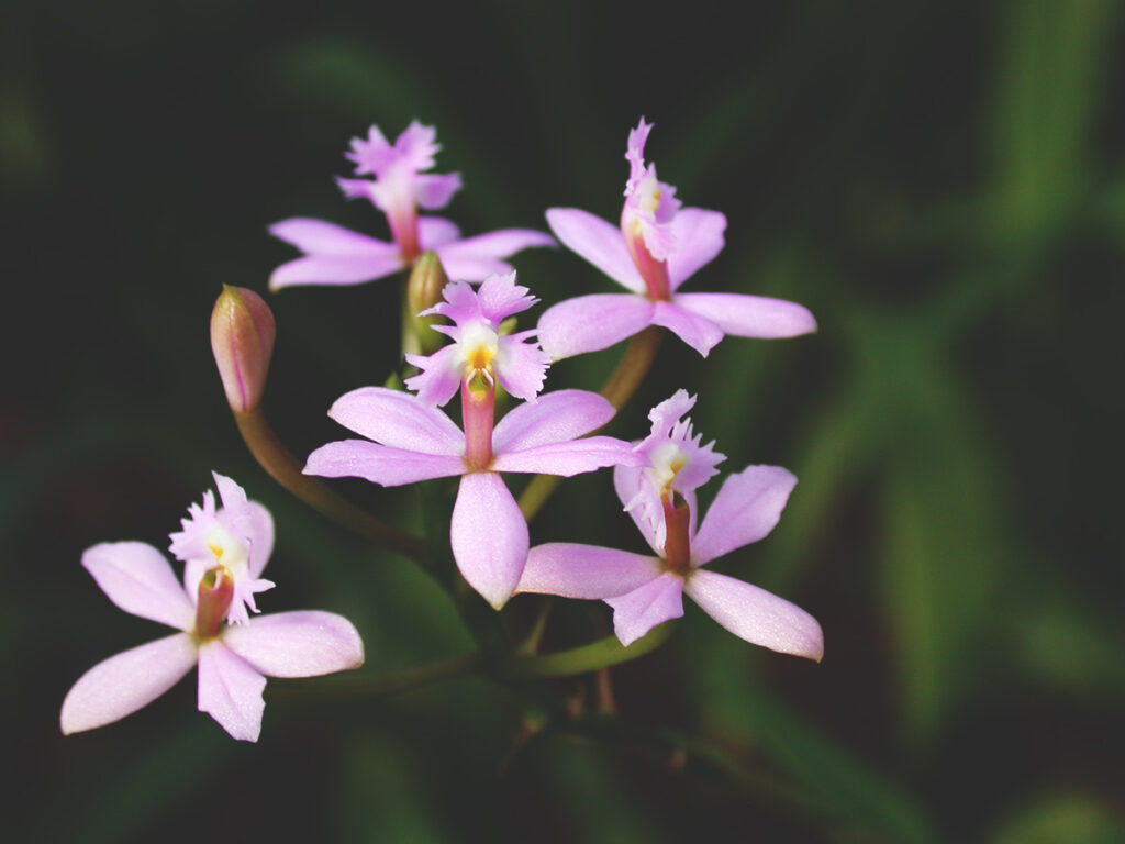 Orquídea Epidendrum secundum de flores lilas, agrupadas sobre tallos delgados, destacando en un fondo oscuro de bosque húmedo
