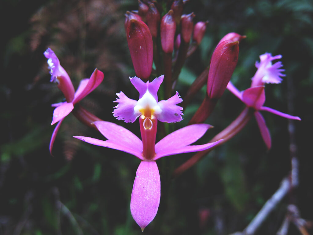 Orquídea silvestre del género Epidendrum con flores de co,lor púrpura brillante, creciendo entre brotes en un entorno de bosque montano