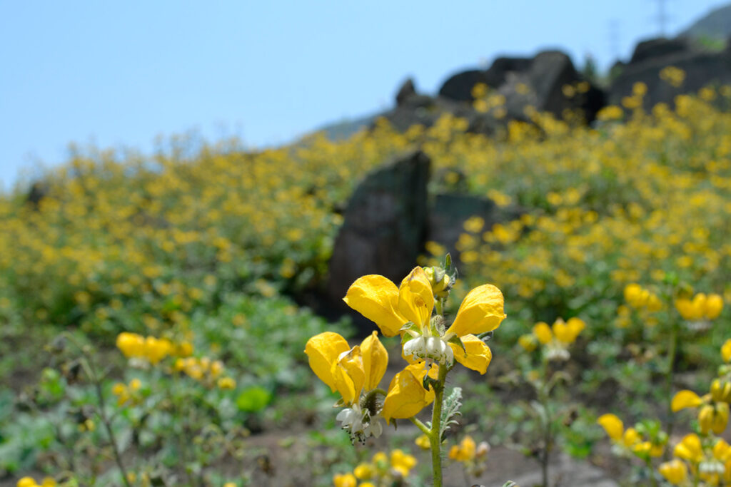 Flores amarillas visten de vegetación las lomas de amancaes durante las épocas de invierno