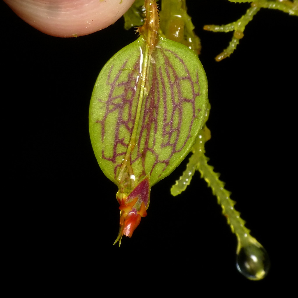 Orquídea minuatura del género Lepanthes, con sépalos verdes y vetas púrpuras, sostenida cuidadosamente sobre un fondo oscuro