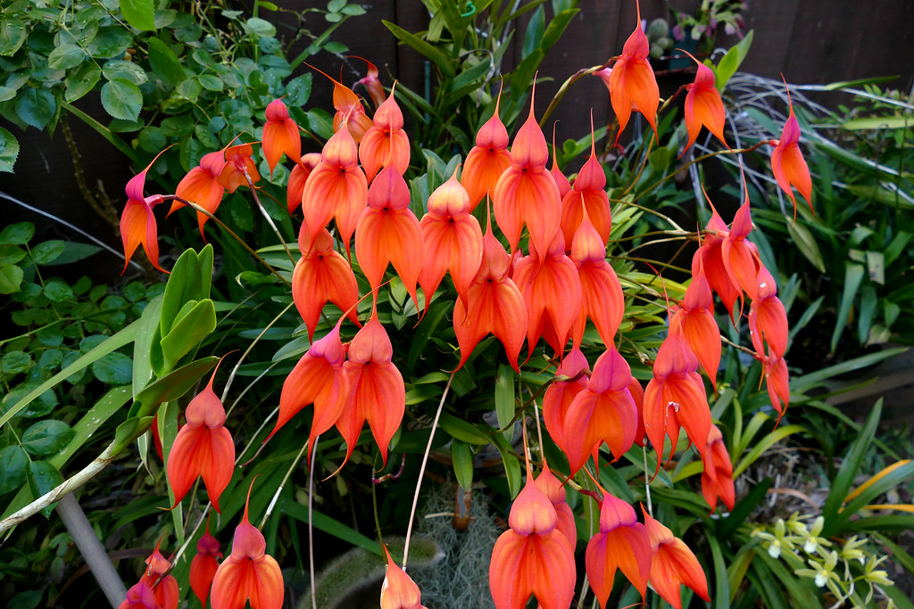 Orquídea Masdevalia Vetchiana de intenso color naranja, en emdio de un follaje verde en los bosques de machu picchu