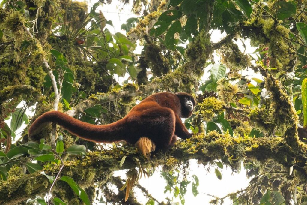 Mono choro de cola amarilla sobre una rama en el Bosque de Protección Alto Mayo