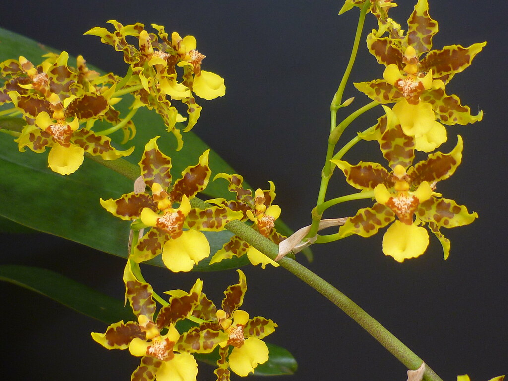 Primer plano de orquídeas del género Oncidium, con pétalos amarillos y manchas marrones, sobre fondo oscuro y hojas verdes