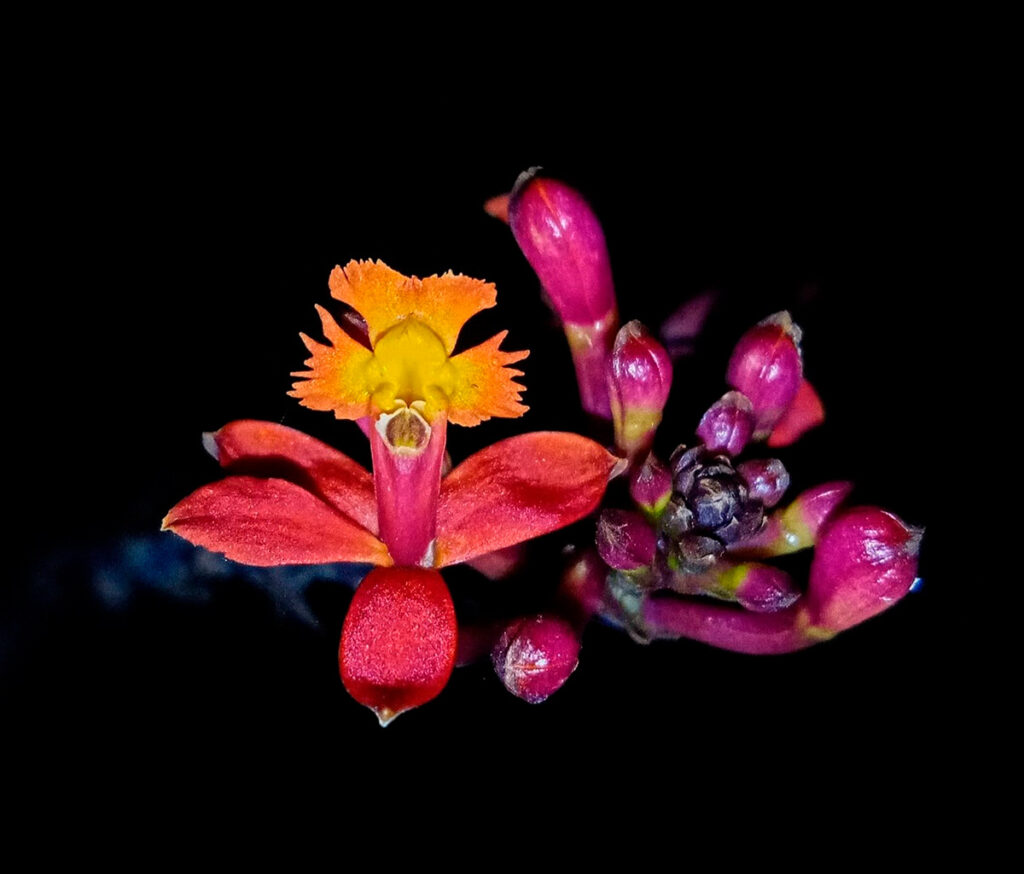 Orquídeas del parque nacional de otishi