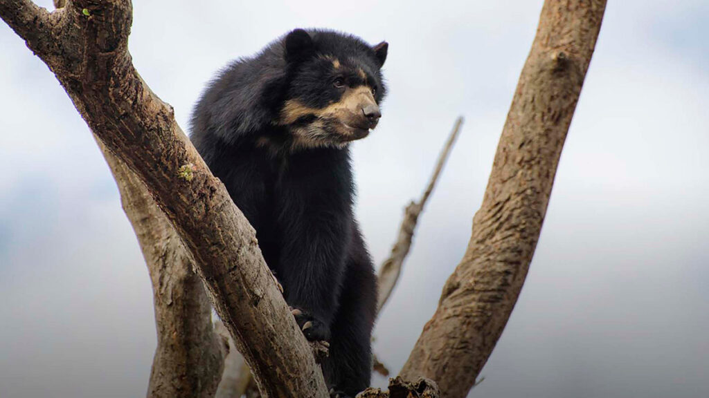 Oso de anteojos de pie entre ramas de un árbol desgastado