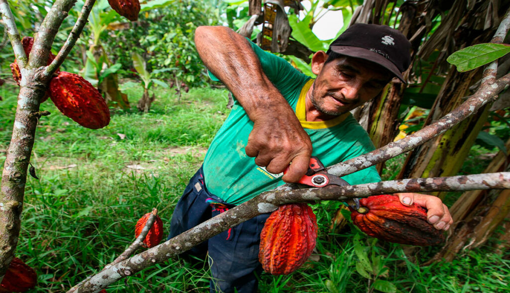 Productor de cacao peruano cosechando frutos en una plantación tradicional de la selva peruana 