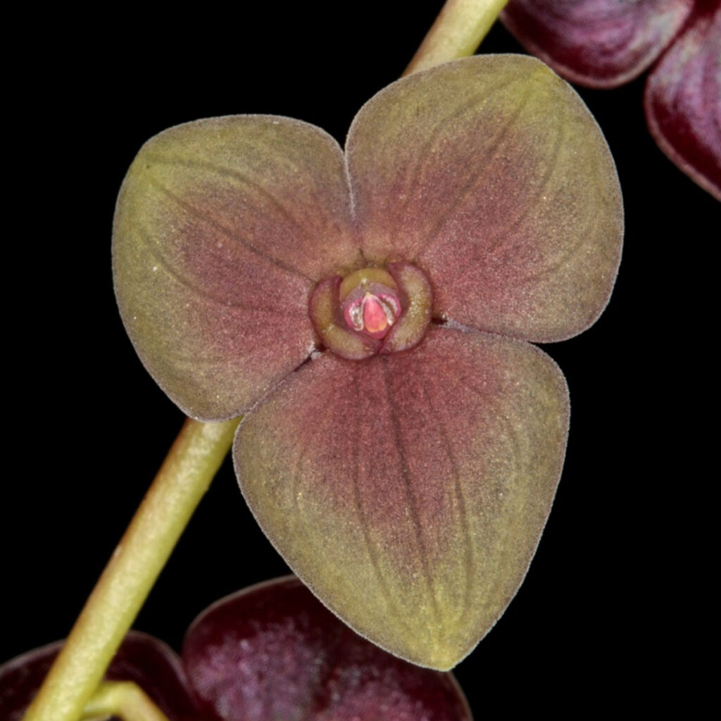 Primer plano de una orquídea miniatura del género Pleurothallis, de pétalos ovalados y tonos verdosos con centro rosado, sobre fondo negro
