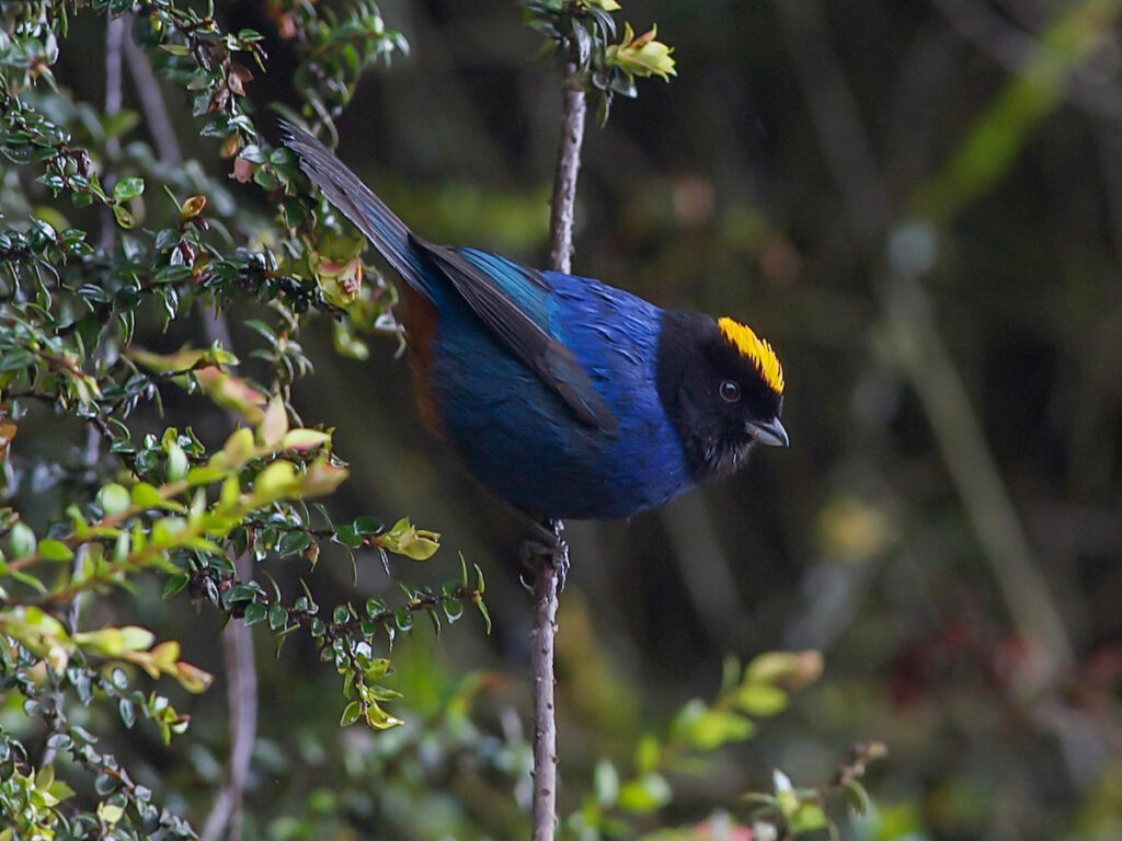 Tangara cabecidorada posada sonbre una rama, mostrando su llamativo y hermoso plumaje