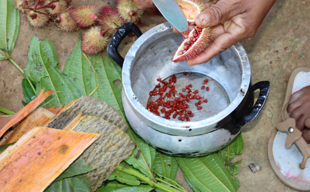 Proceso de obtención de tinte de semillas de achiote en el pueblo Yagua de la Amazonía Peruana