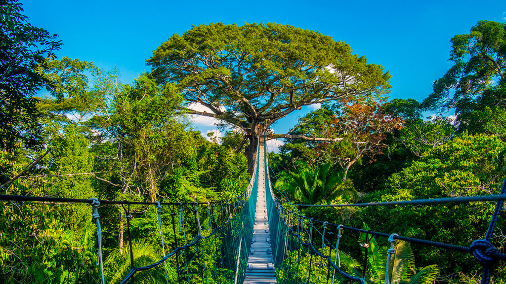 Puente colgante dentro de la Reserva Nacional de Tambopata rodeado por vegetación densa y un dosel alto del bosque tropical