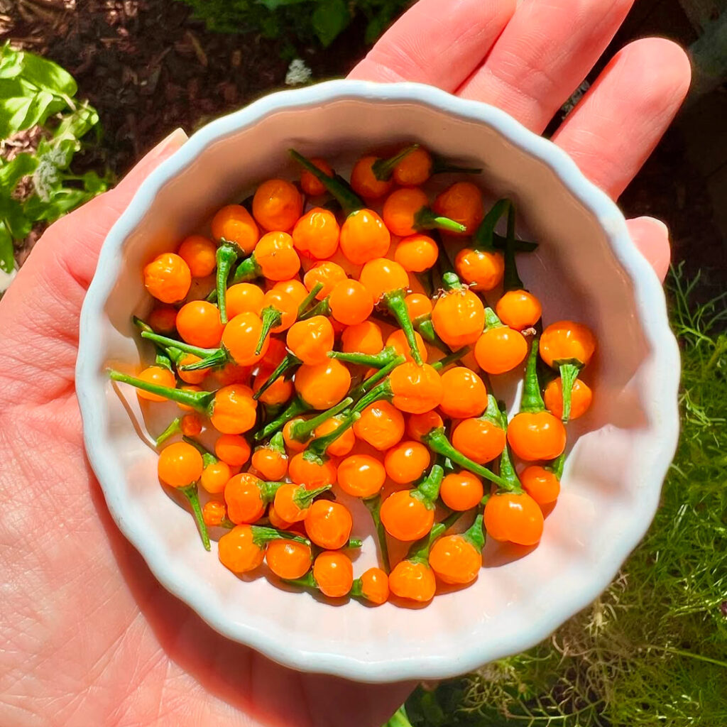 Mano sosteniendo un recipiente blanco con ajíes charapita naranjas, pequeños y redondos, característicos de la región amazónica del Perú