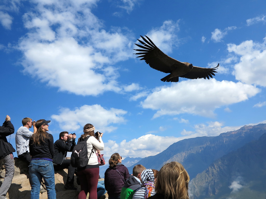 Grupo de turistas observando el vuelo de un cóndor andino en el cañón del colca