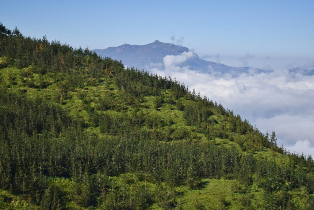 Bosque de pinos en San Andrés de Tupicocha, plantado por la comunidad como parte de su gestión ambiental local.