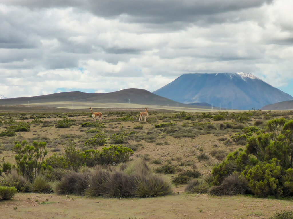 Vicuñas pastando en el altiplano con el volcan Sabancaya de fondo, en la ruta del valle del colca