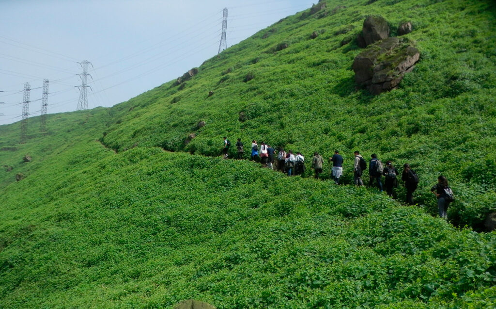Sendero grupal entre laderas verdes en las Lomas de Amancaes