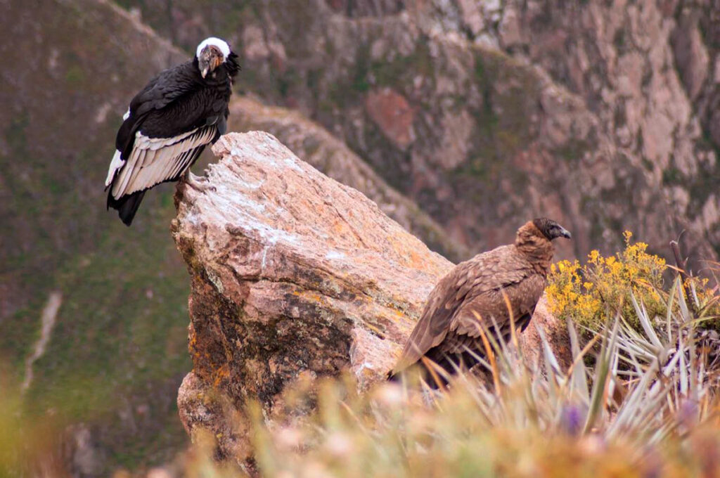 Cóndor andino adulto junto a un juvenil en un entorno rocoso del Cañón del Colca