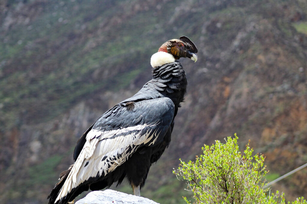 Cöndor andino posado en un entorno natural altoandino de Nor Yauyos-Cochas