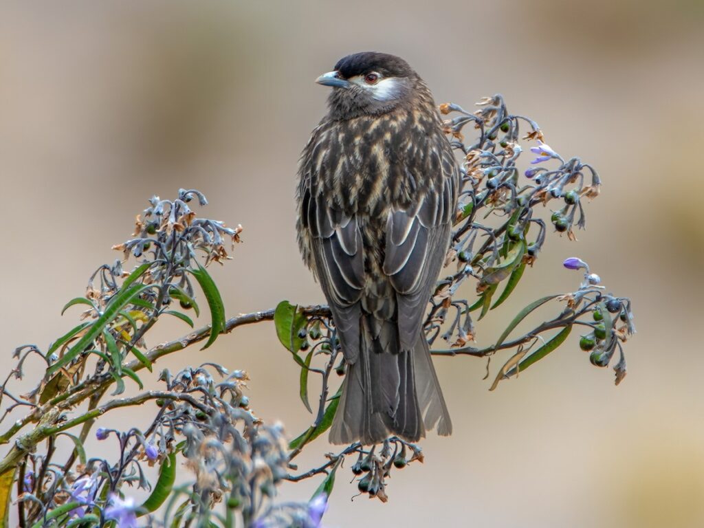 Ejemplar de Cotinga de Zárate posado entre ramas, ave endémica de los bosques de niebla de Huarochirí