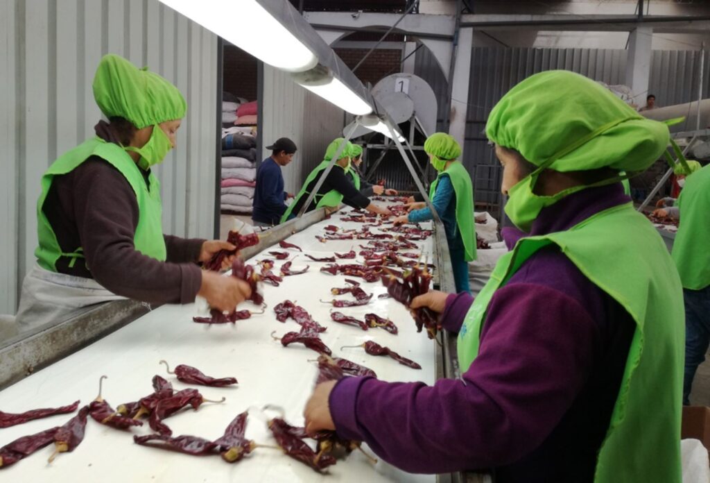 Trabajadoras en línea de procesamiento seleccionando ajíes secos en una planta industrial peruana con destino a exportación
