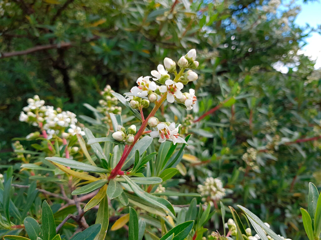 Detalle de flores blancas del chachacomo, una especie representativa del Bosque de Zárate