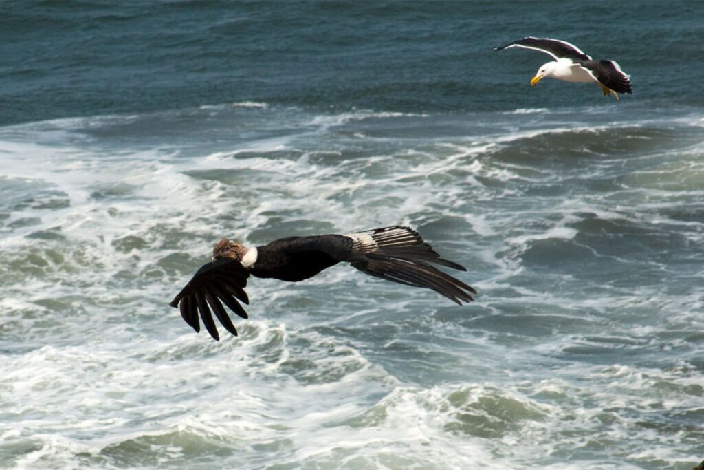Cóndores andinos volando sobre el océano en la Reserva Nacional de Illescas