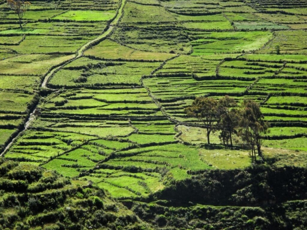 Vista panorámica de los andenes de Laraos, con terrazas agrícolas activas y vegetación andina en tonos verdes intensos