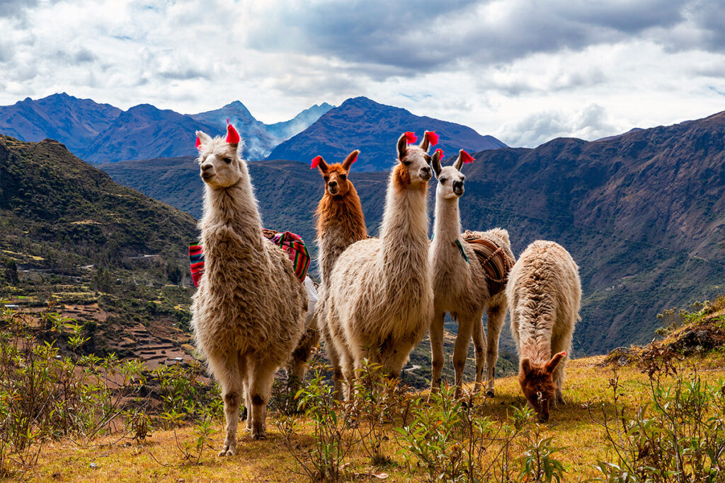 Grupo de llamas en los Andes con cintas tradicionales, símbolo de respeto ritual y energía protectora en la cultura andina