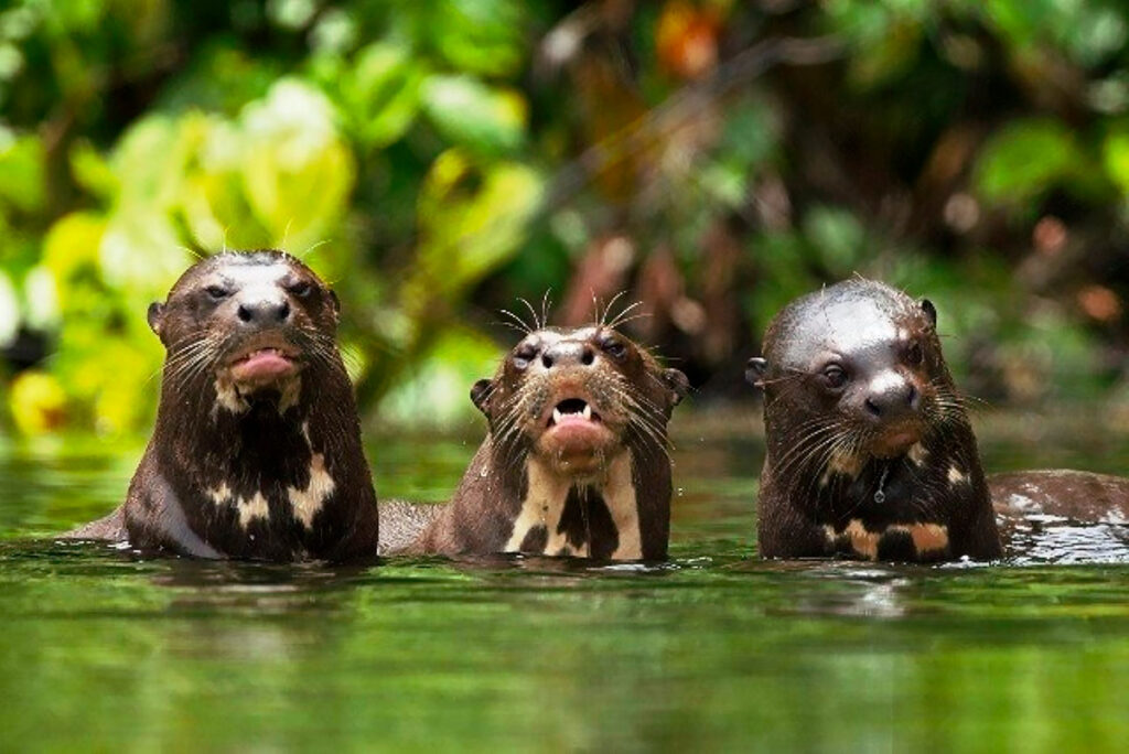 Grupo de nutrias gigantes nadando en los ríos del Parque Nacional del Manu