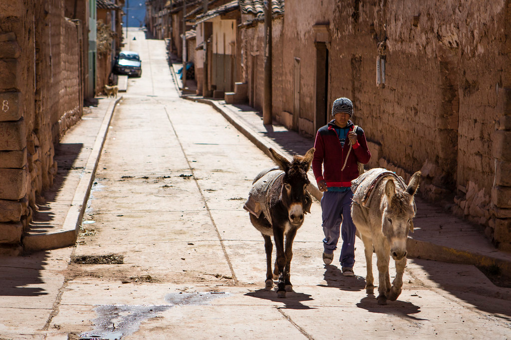Habitante del pueblo de Maras caminando por una de sus calles junto a dos burros, una mañana soleada