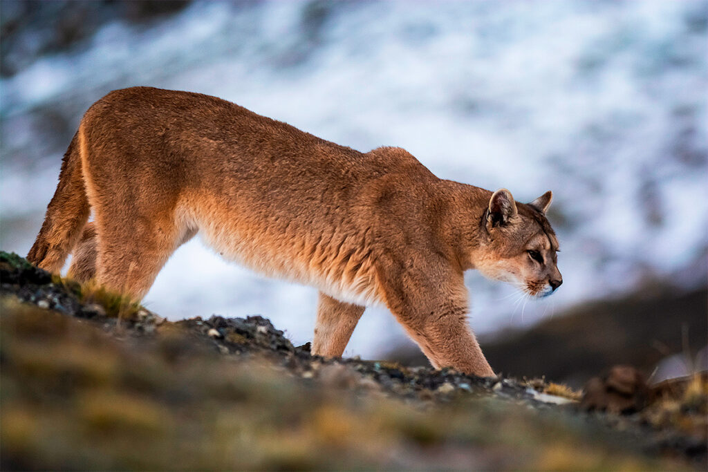 Puma andino caminando sigilosamente en su hábitat natural, símbolo de vigilancia y poder en la cosmovisión andina