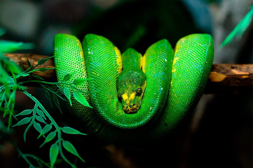 Serpiente verde anrollada sobre una rama, evocando el simbolismo andino de la amaru como guardiana del mundo subterráneo