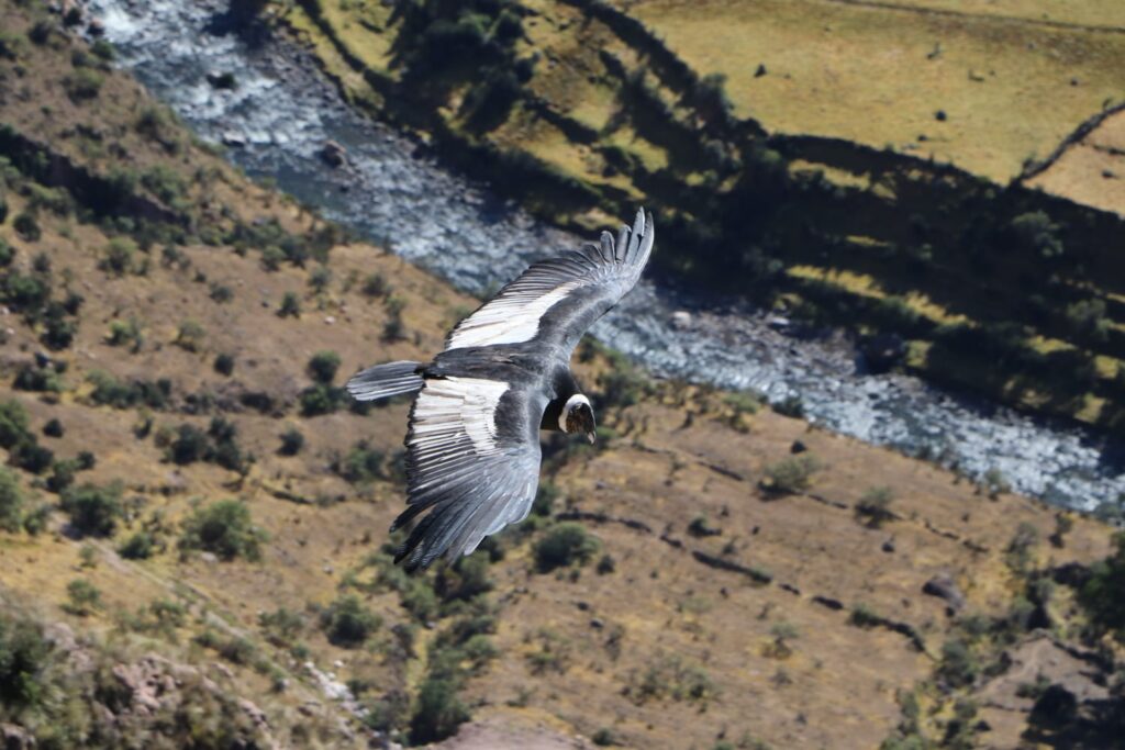 Cóndor andino en vuelo sobre el Valle de Sondondo, conterrazas agrícolas al fondo