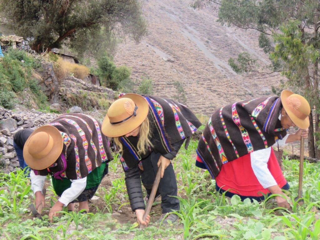 Visitante extranjera participa en labores agrícolas junto a comuneras de Laraos, como parte de una experiencia de turismo vivencial en los andenes