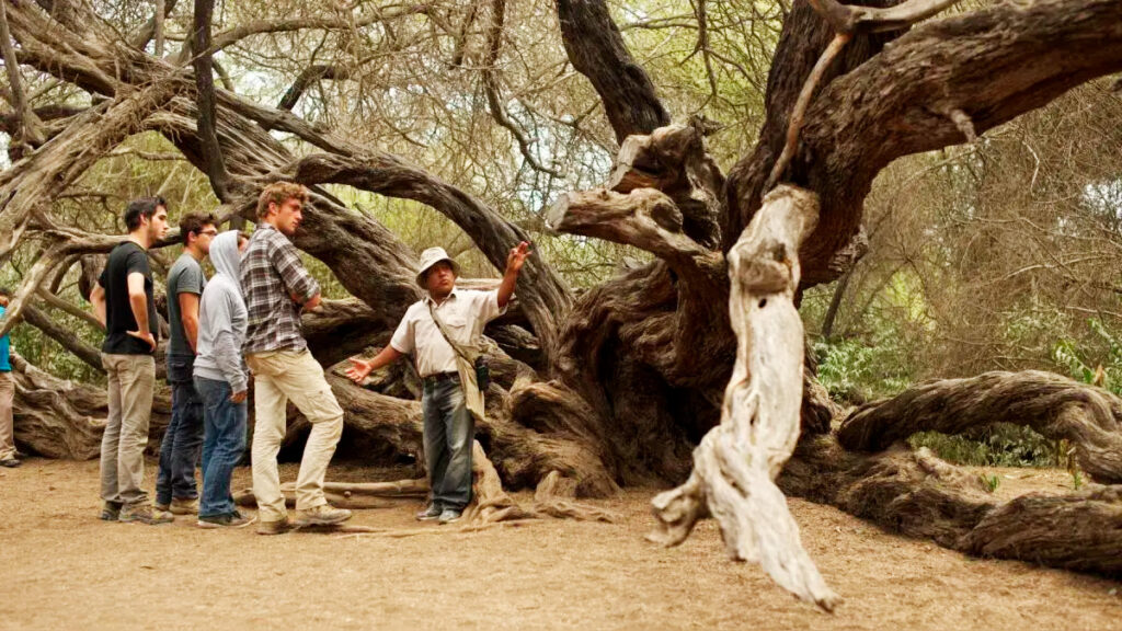 Guía local explica el valor simbólico del Árbol Milenario a un grupo de visitantes en el Bosque de Pomac, Lambayeque, Perú