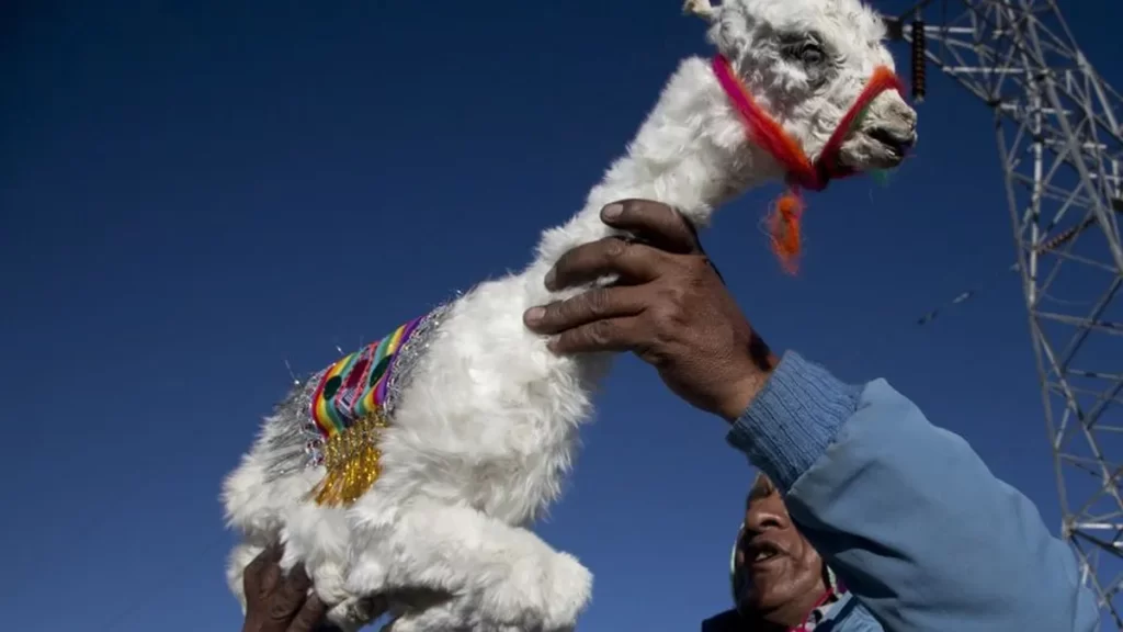 Hombre andino sostiene una cría de alpaca blanca ornamentada durante un ritual tradicional en los Andes