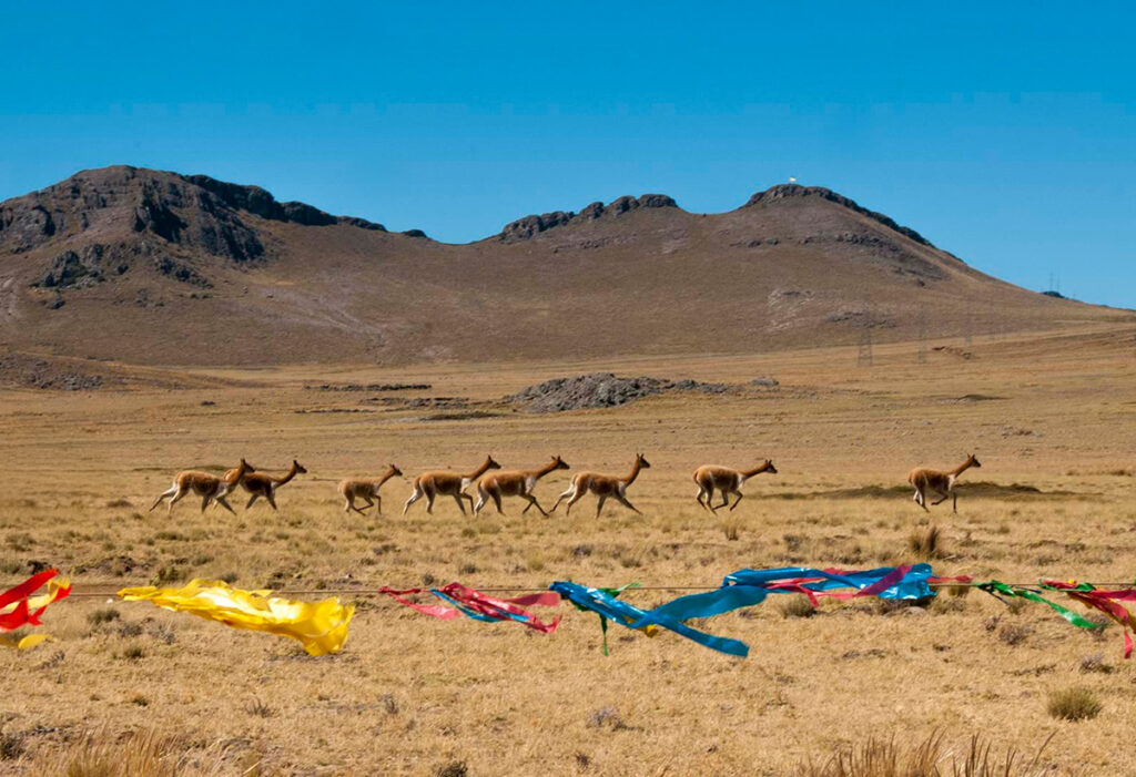 Vicuñas corriendo en las pampas de Pampa Galeras durante el Chaccu, con cintas de colores ondeando en primer plano como parte del cerco comunal