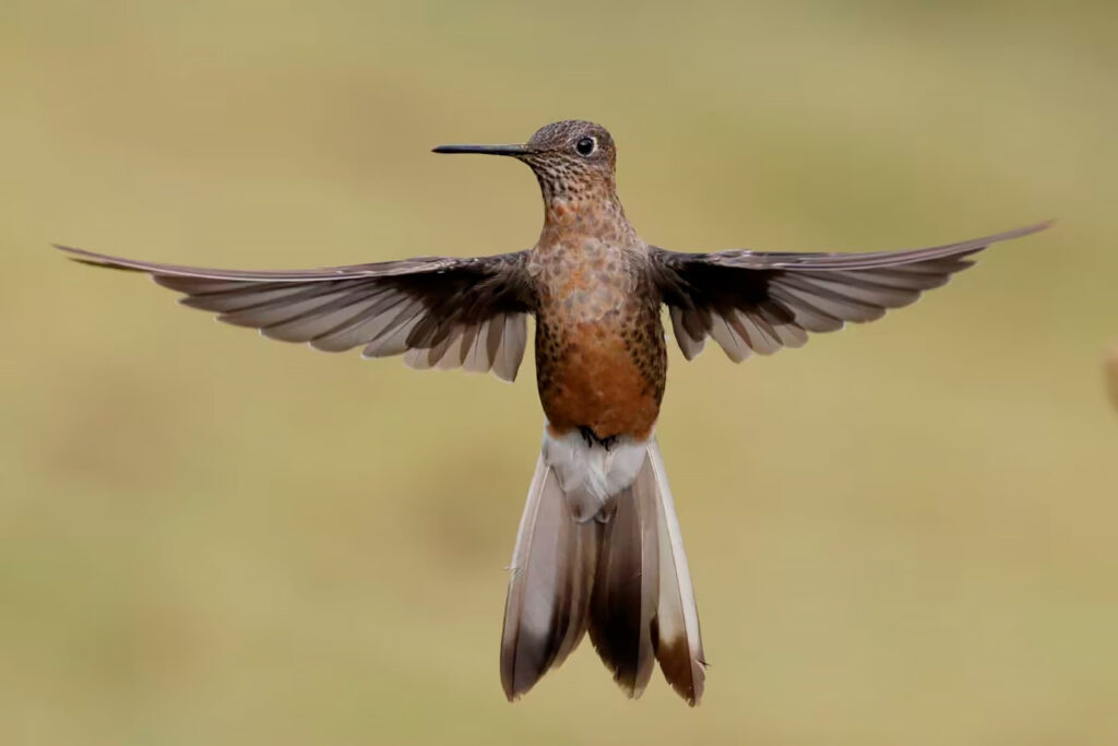 Colibrí gigante suspendido en el aire en la sierra peruana, observado en jardines del Valle Sagrado y zonas altoandinas