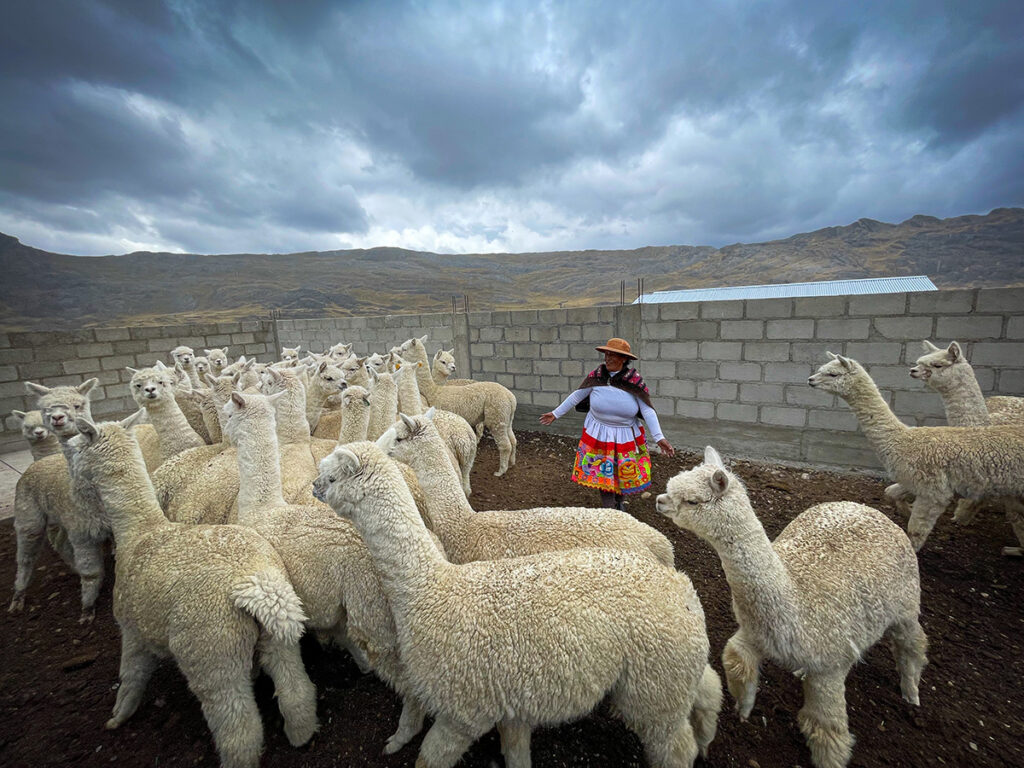 Mujer andina camina entre un rebaño de alpacas blancas dentro de un corral comunal en la sierra peruana