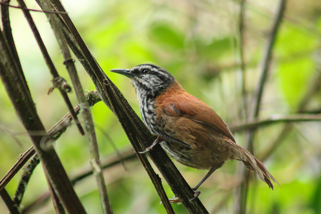Cucarachero del Inca entre ramas de un bosque montano en la sierra central del Perú, especie endémica poco visible pero muy vocal