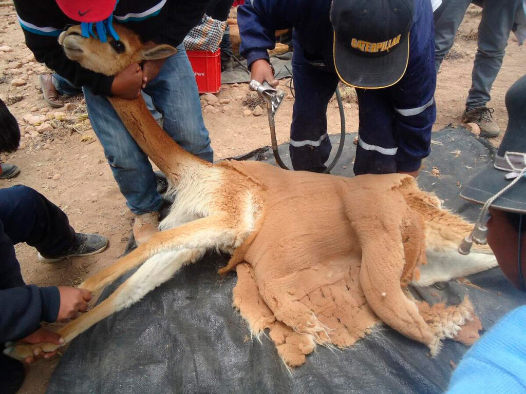 Esquila técnica de una vicuña por parte de comuneros andinos durante el Chaccu, utilizando herramientas portátiles y protocolos de cuidado animal