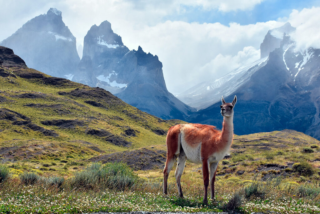 Guanaco pastando en medio del paisaje andino, con picos nevados y montañas de fondo