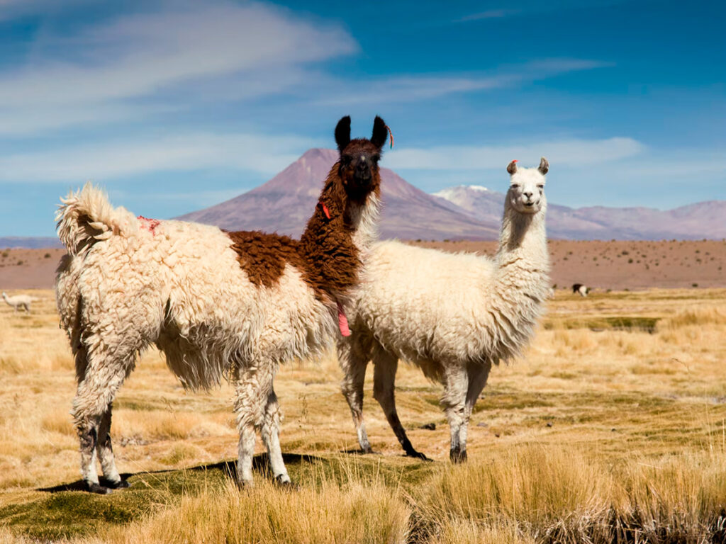Dos llamas de pie en medio de un pajonal, con montañas de fondo y un cielo azul, características del paisaje altoandino