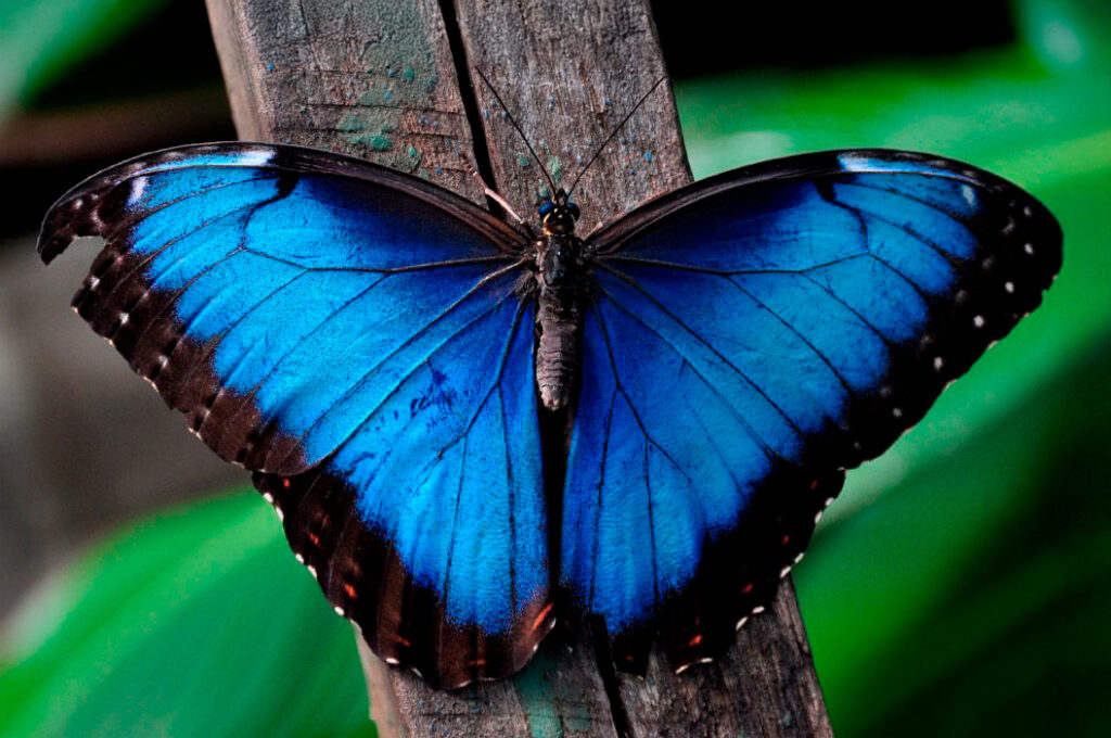 Mariposa Morpho azul posada sobre la madera, especie representativa del ecosistema de la Cordillera Escalera