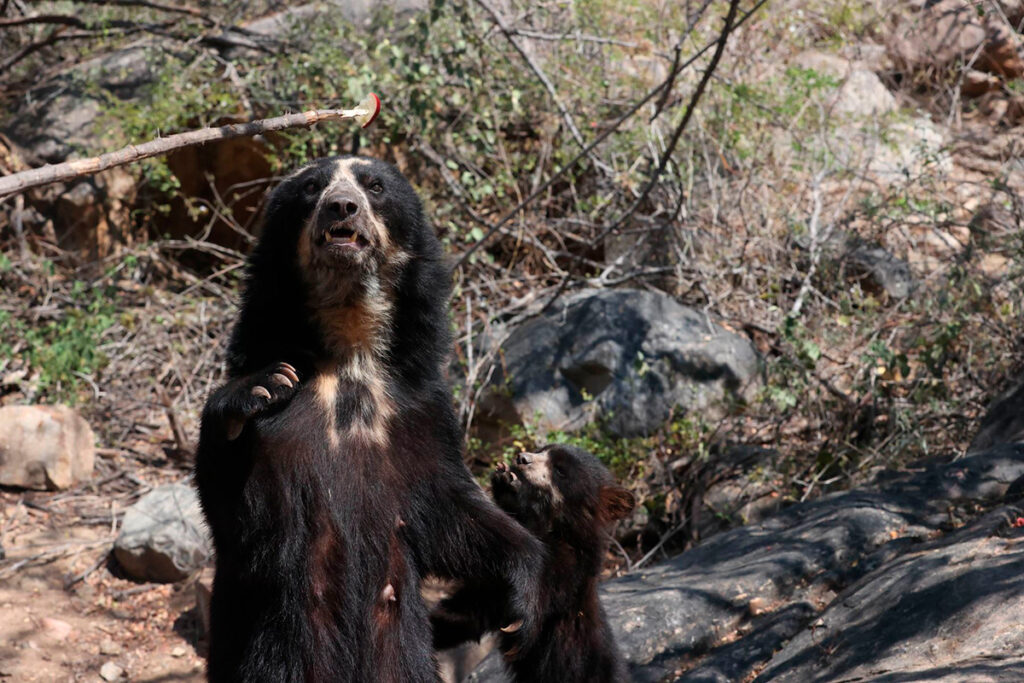 Oso andino con su cría en el Santuario de Chaparrí, símbolo de los bosques secos del Perú