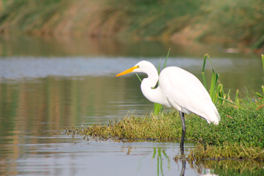 Garza blanca en los Pantanos de Villa, registrada en una de las lagunas del humedal
