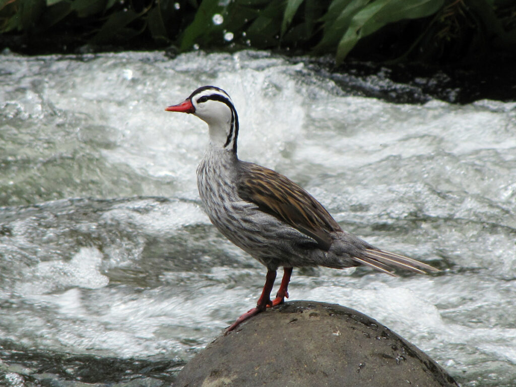 Pato de los torrentes en un río andino del Perú, característico de rutas como Lares y el Callejón de Huaylas.